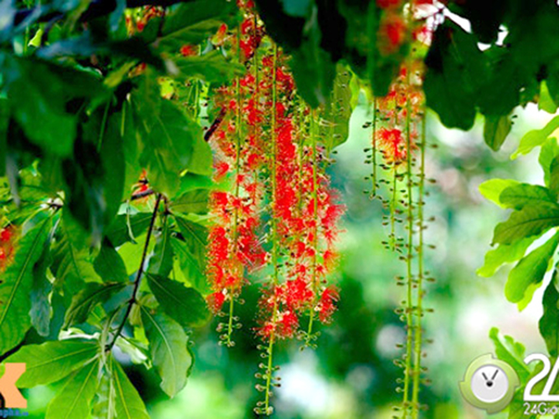 Mùa hoa Lộc vừng